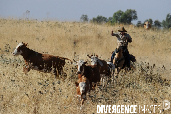 Les cow boys du plateau du golan