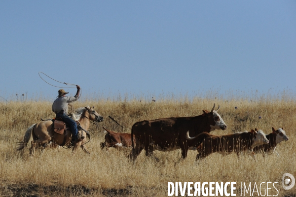 Les cow boys du plateau du golan