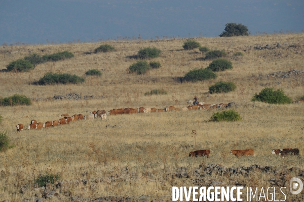 Les cow boys du plateau du golan