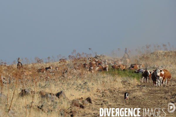 Les cow boys du plateau du golan