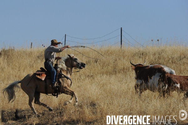 Les cow boys du plateau du golan