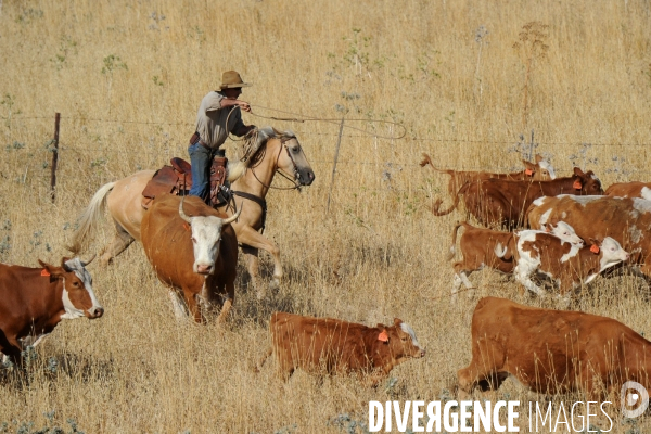 Les cow boys du plateau du golan