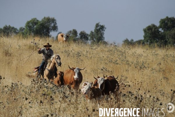 Les cow boys du plateau du golan