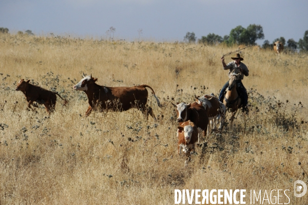 Les cow boys du plateau du golan