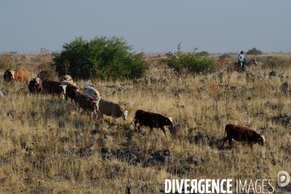 Les cow boys du plateau du golan