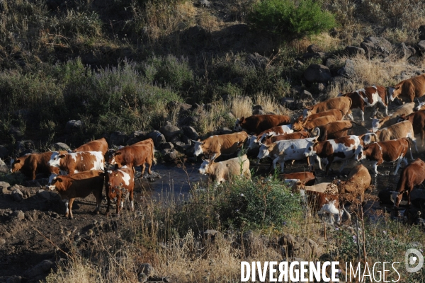 Les cow boys du plateau du golan