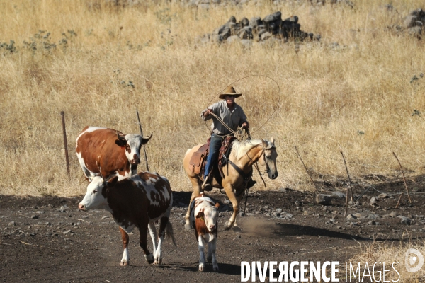 Les cow boys du plateau du golan