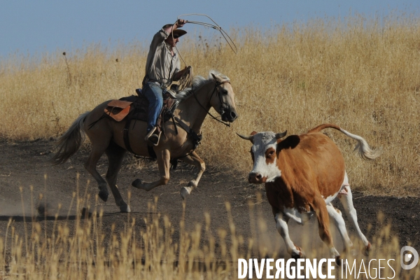 Les cow boys du plateau du golan