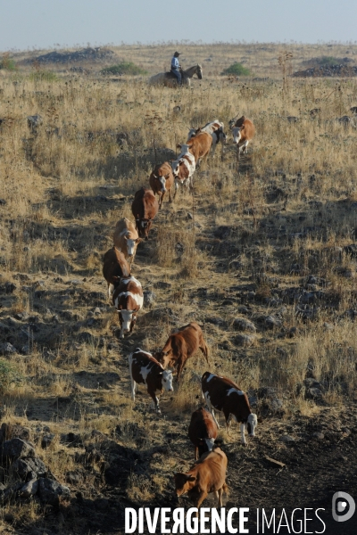 Les cow boys du plateau du golan