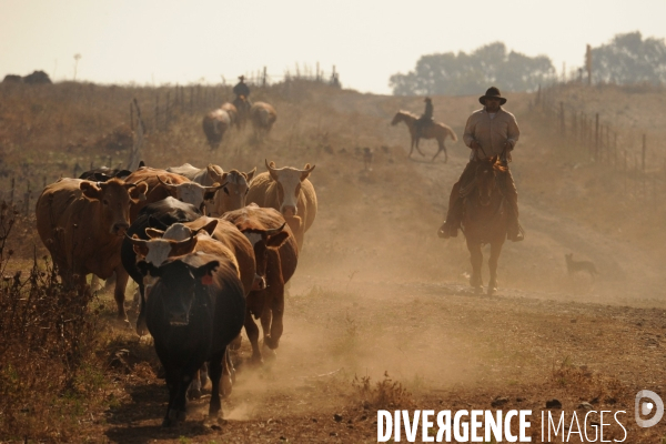 Les cow boys du plateau du golan