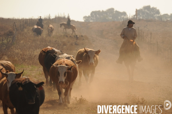 Les cow boys du plateau du golan