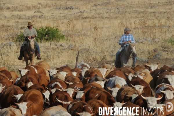 Les cow boys du plateau du golan