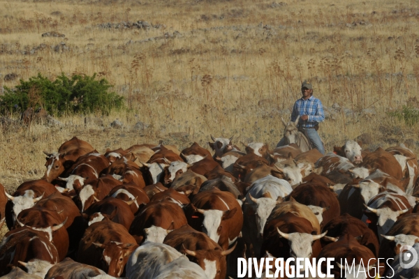 Les cow boys du plateau du golan