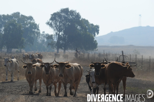 Les cow boys du plateau du golan