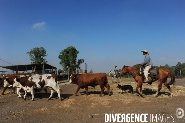 Les cow boys du plateau du golan