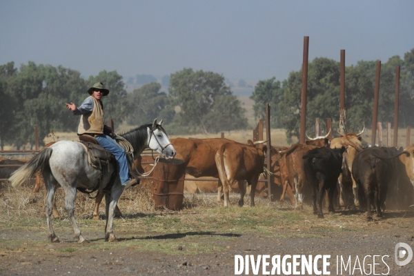 Les cow boys du plateau du golan