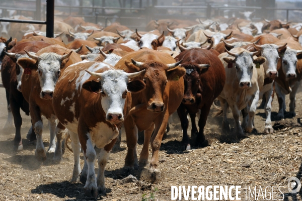 Les cow boys du plateau du golan