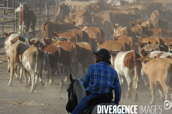 Les cow boys du plateau du golan