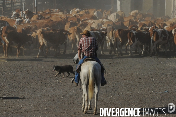 Les cow boys du plateau du golan