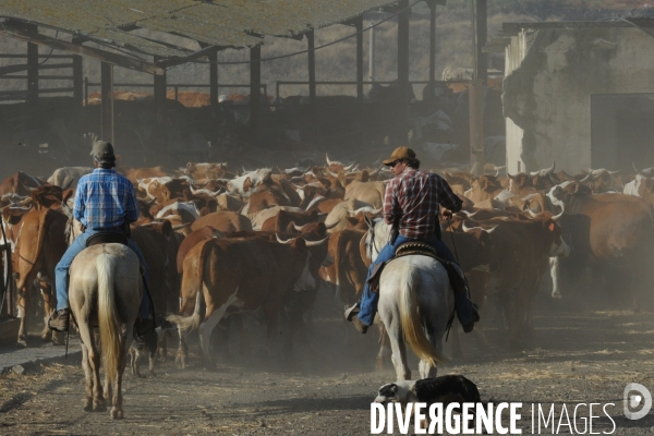 Les cow boys du plateau du golan