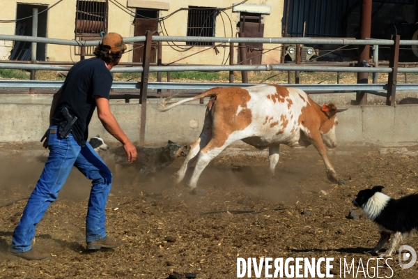 Les cow boys du plateau du golan