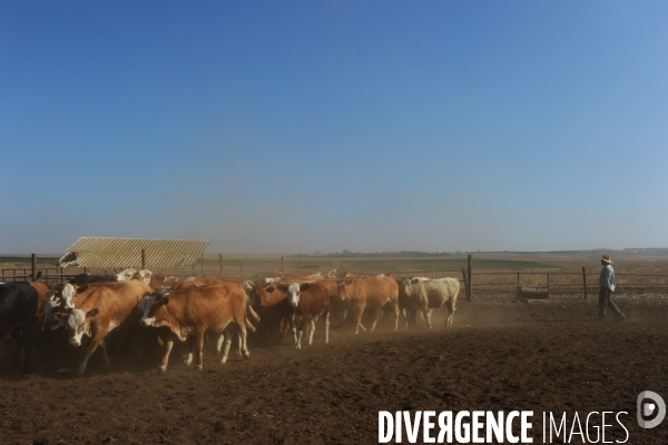 Les cow boys du plateau du golan