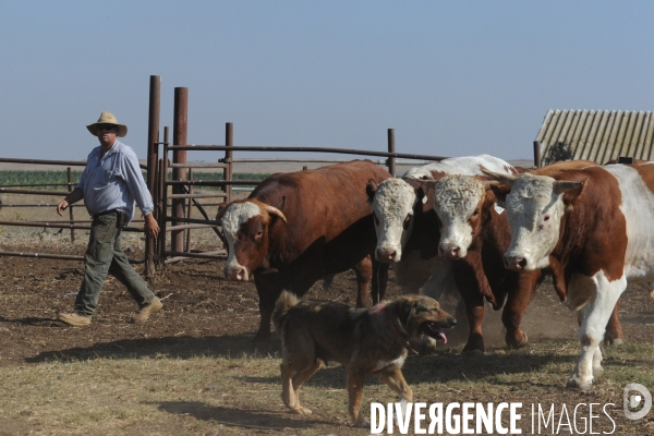 Les cow boys du plateau du golan