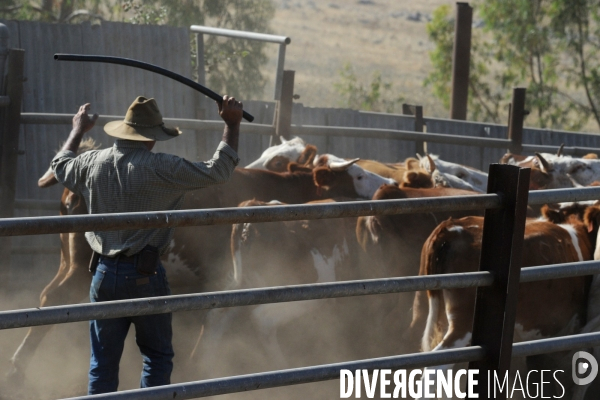 Les cow boys du plateau du golan