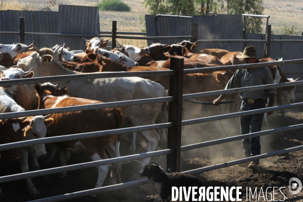 Les cow boys du plateau du golan