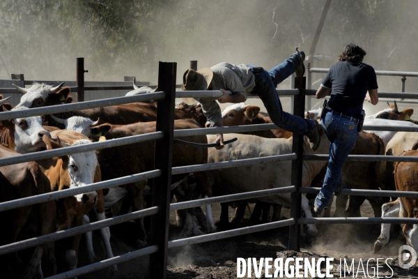 Les cow boys du plateau du golan