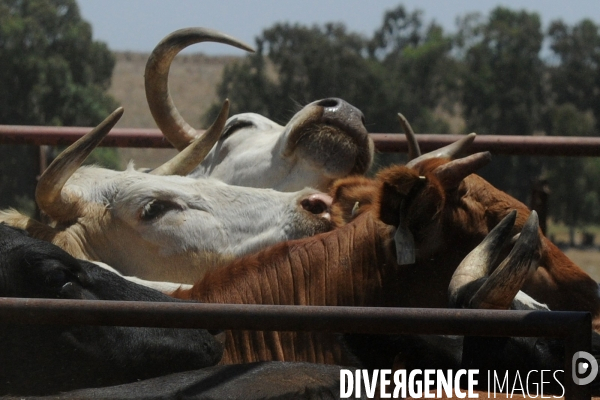 Les cow boys du plateau du golan