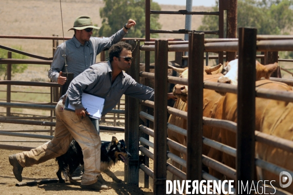 Les cow boys du plateau du golan