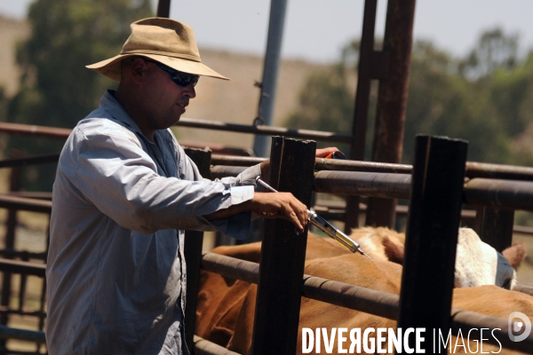 Les cow boys du plateau du golan