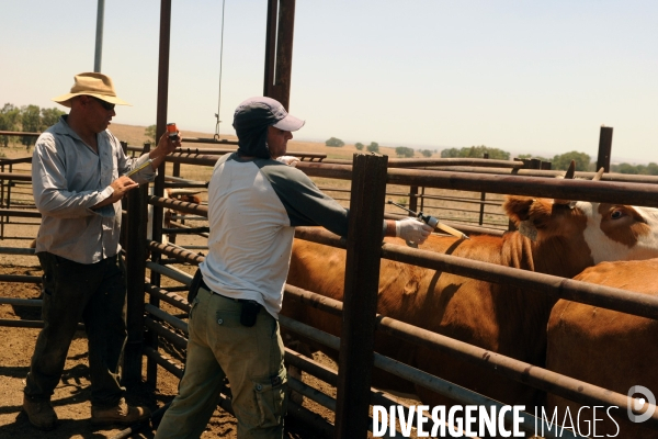 Les cow boys du plateau du golan