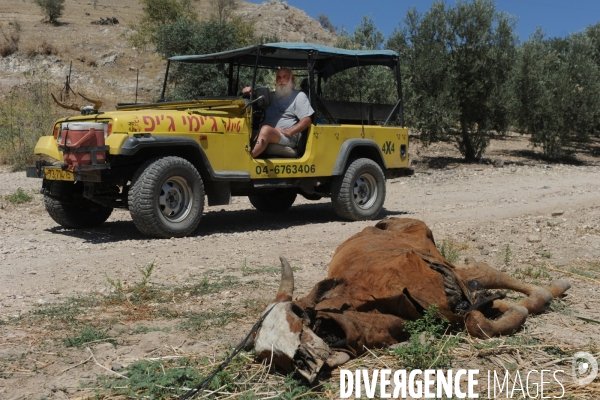 Les cow boys du plateau du golan