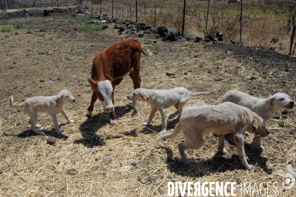 Les cow boys du plateau du golan