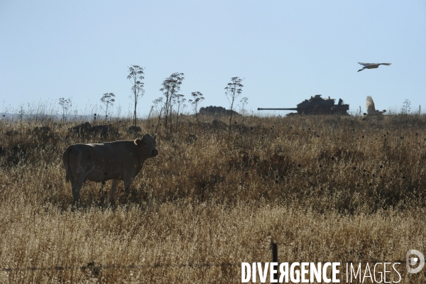 Les cow boys du plateau du golan