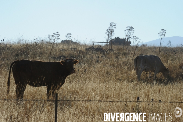 Les cow boys du plateau du golan