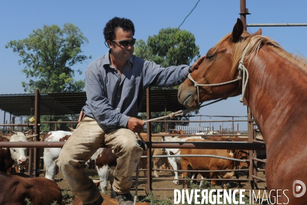 Les cow boys du plateau du golan