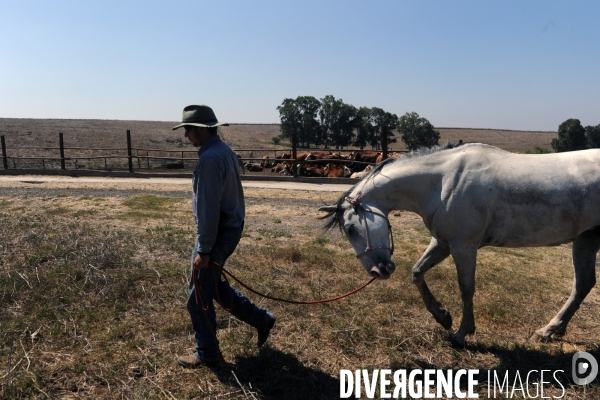 Les cow boys du plateau du golan