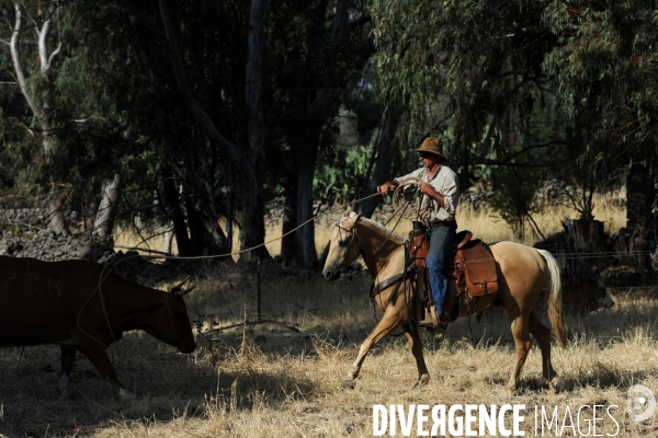 Les cow boys du plateau du golan