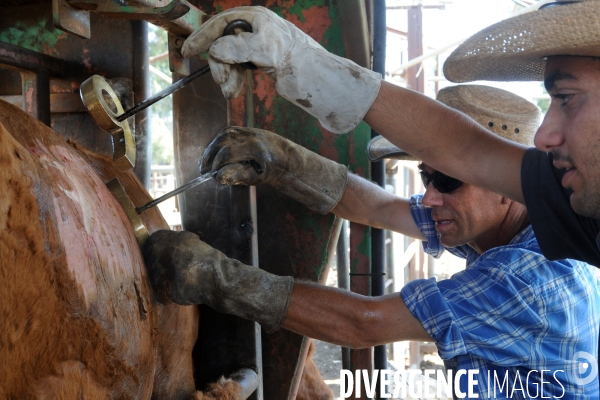 Les cow boys du plateau du golan