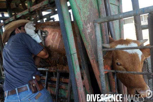 Les cow boys du plateau du golan