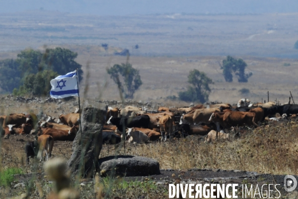 Les cow boys du plateau du golan