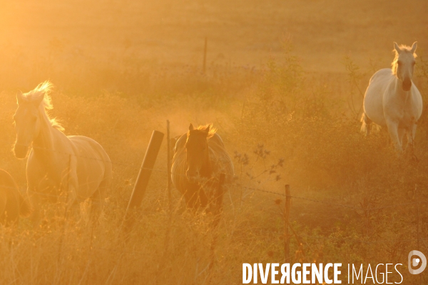Les cow boys du plateau du golan
