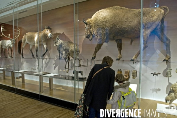 Un nouveau musee de l Homme ouvre ses portes apres 6 annees de fermeture