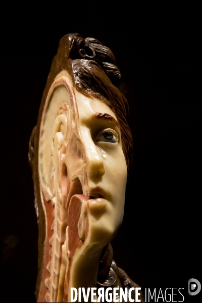 Après 6 ans de travaux et une nouvelle muséographie, le Musée de l Homme rouvre ses portes au public.