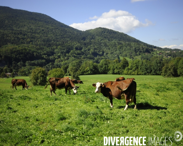 Troupeau de vaches en Haute savoie France