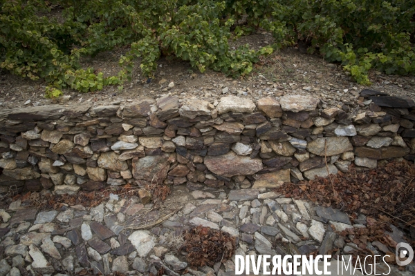 Vignes et vignerons de Banyuls