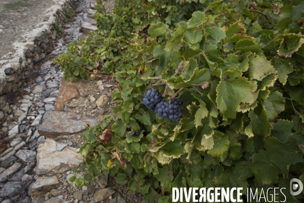 Vignes et vignerons de Banyuls